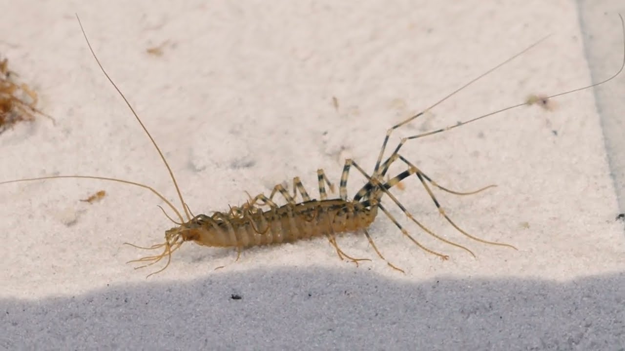 House Centipede Diet