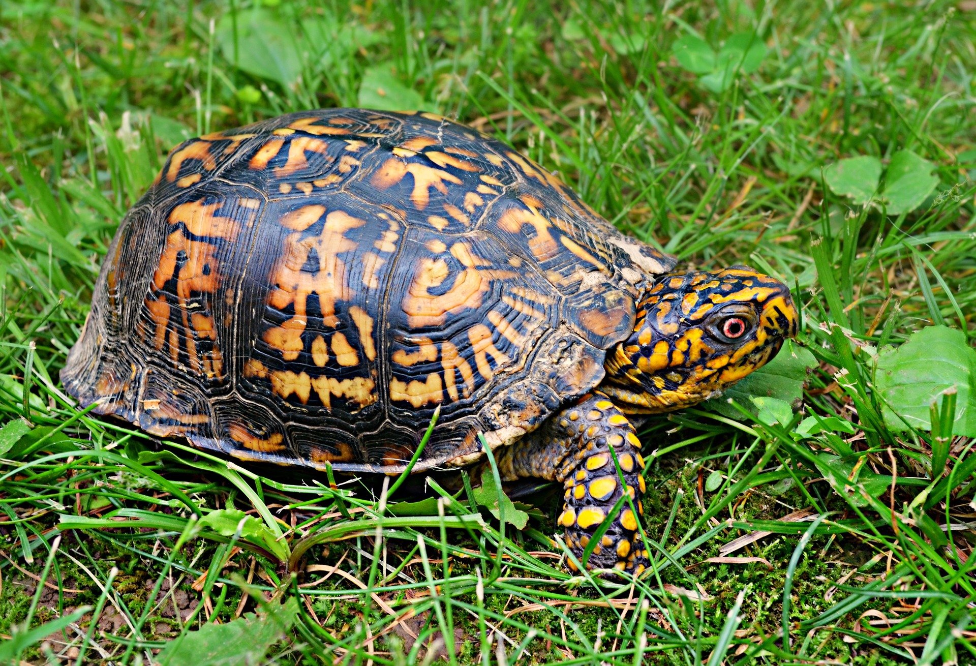 Eastern Box Turtle Diet