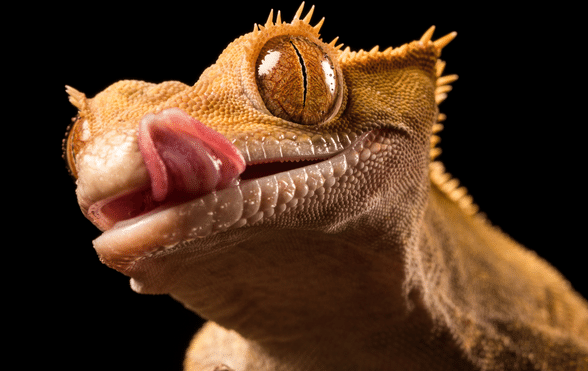 Crested Gecko Diet