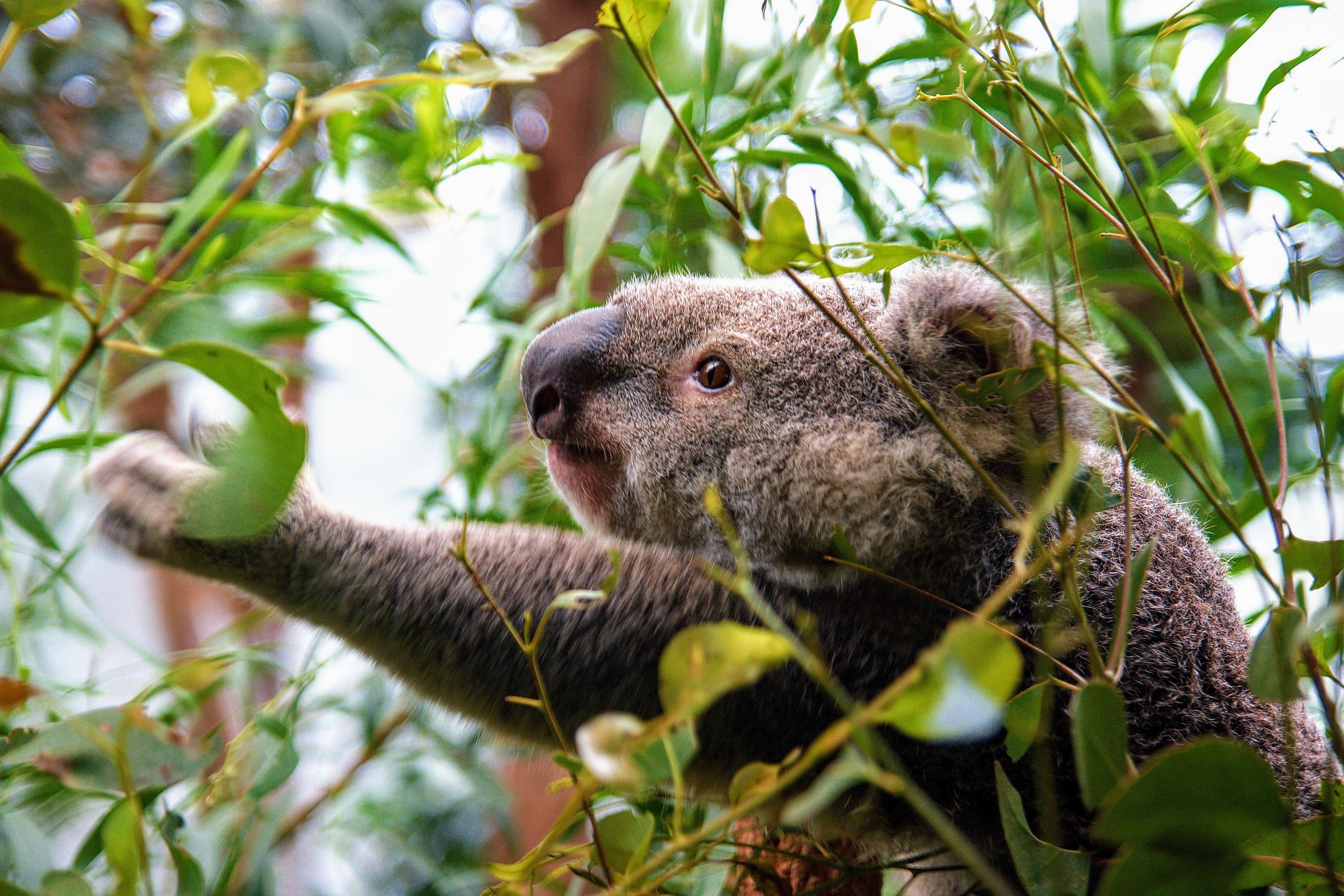 Koalas Diet