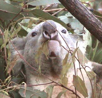 Eucalyptus Choices for Koalas