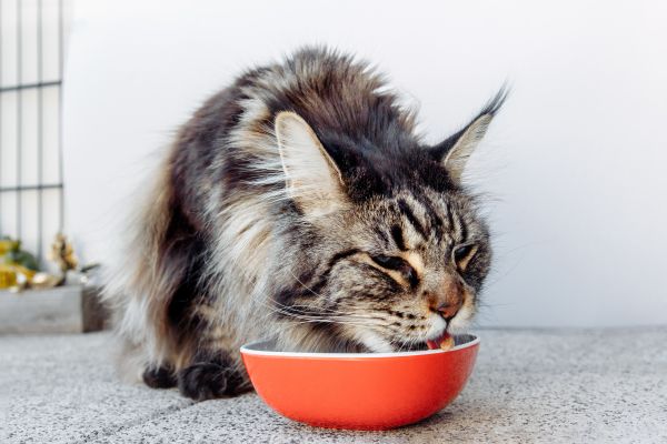 Healthy Maine Coon Diets