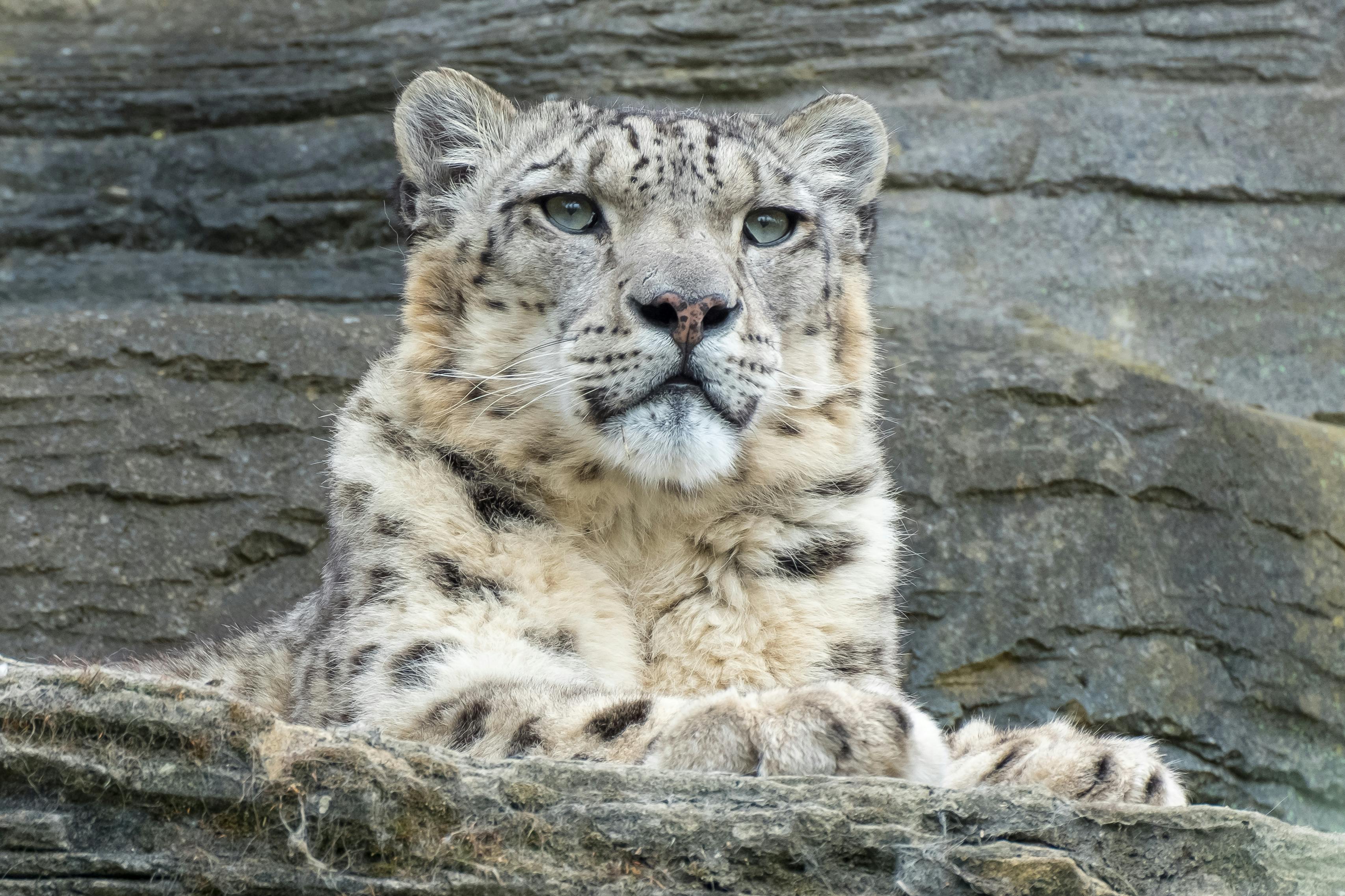 Snow Leopard Behavior