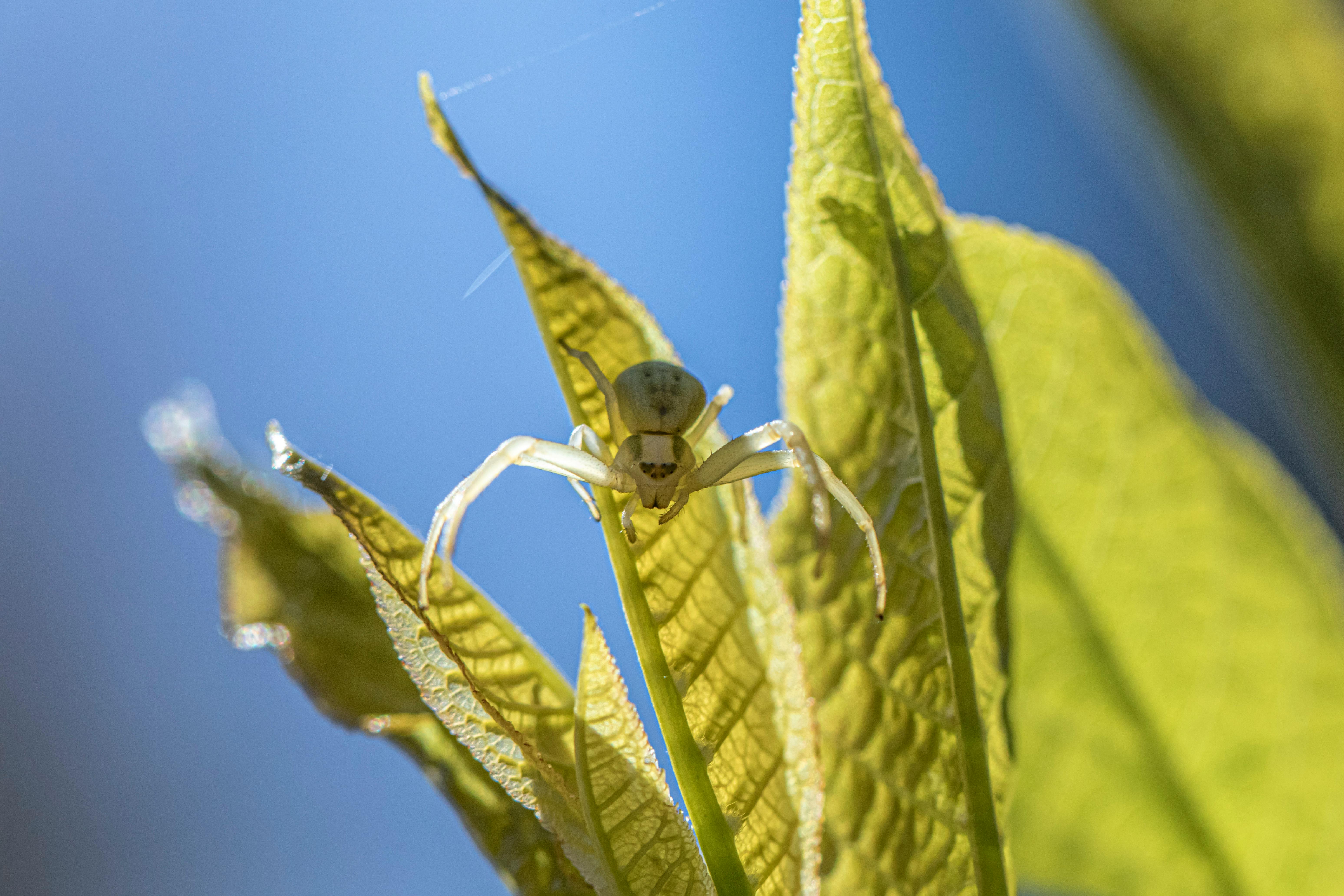 A garter snake hunting for food in the wild