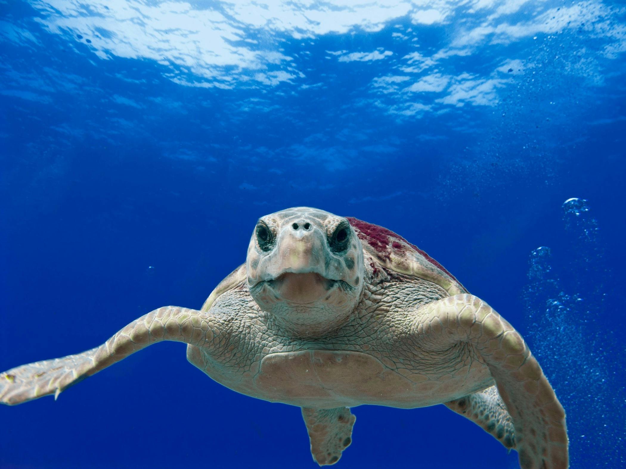 Sea Turtle Feeding Habits